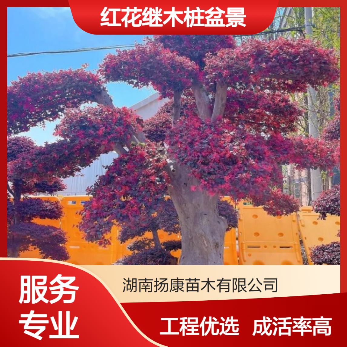 红花继木桩盆景 15-40公分造型红继木桩树 工程用苗 成活率高 扬康