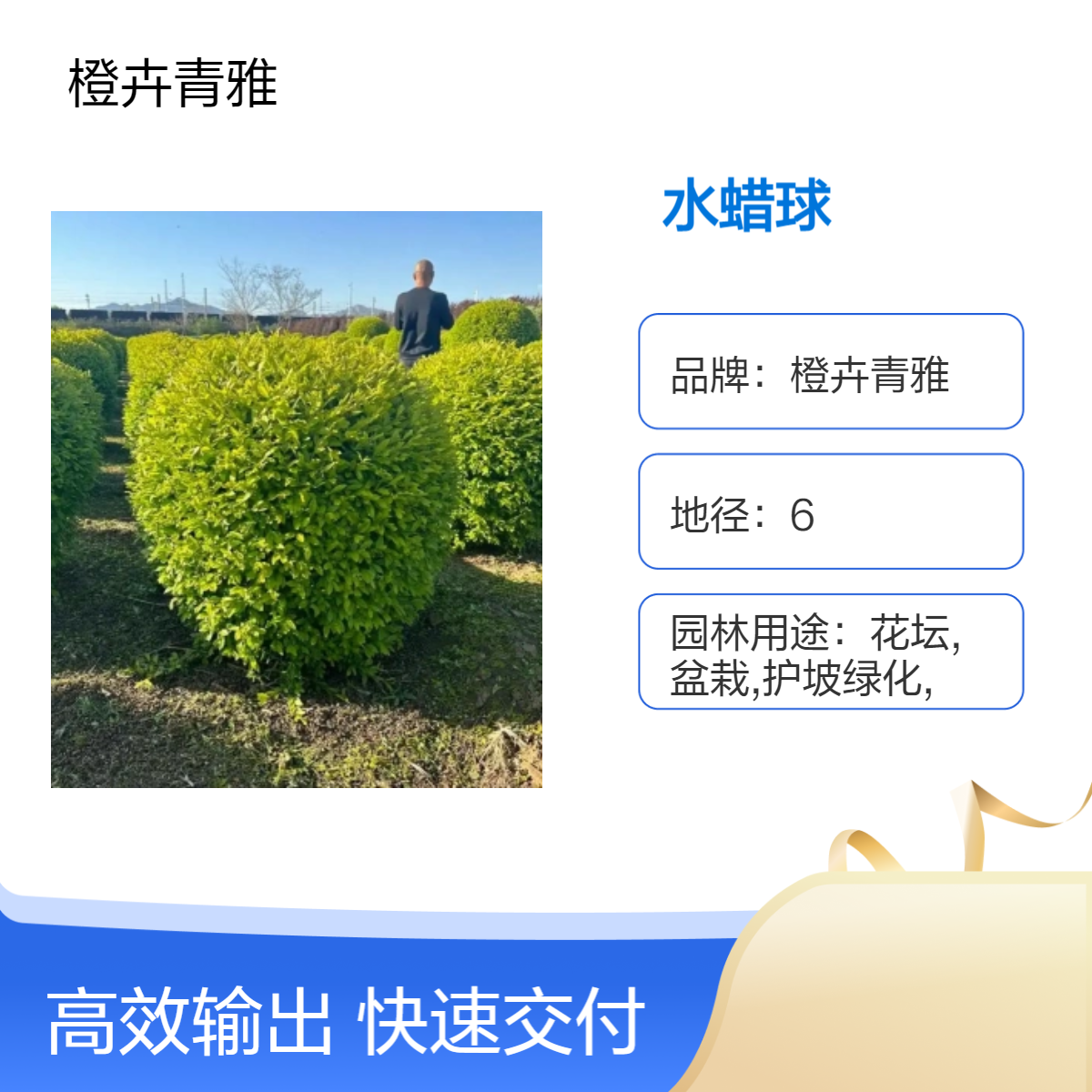 水蜡球多分枝大冠幅水腊球道路绿篱绿化工程用球苗圃基地直供