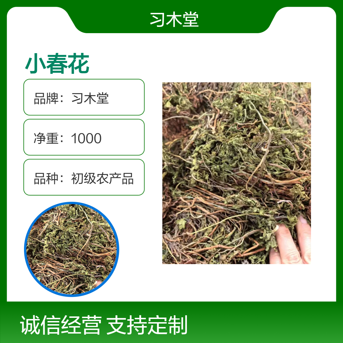 供应 小春花 独立金鸡草 新货 无硫 无杂质 初级农产品
