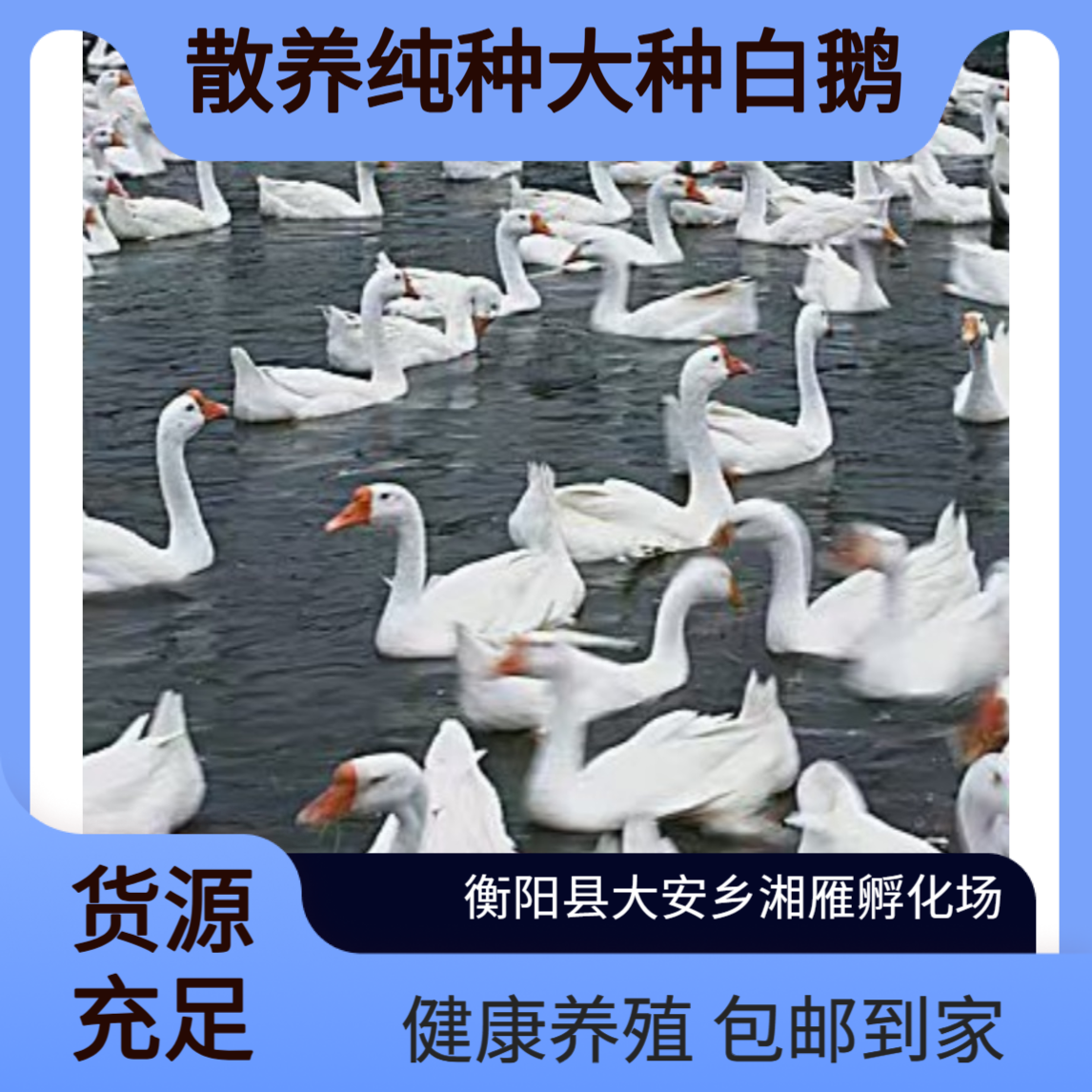 散养纯种大种白鹅大三花鹅活苗 包运输疫苗 全国可售 适合水塘养殖