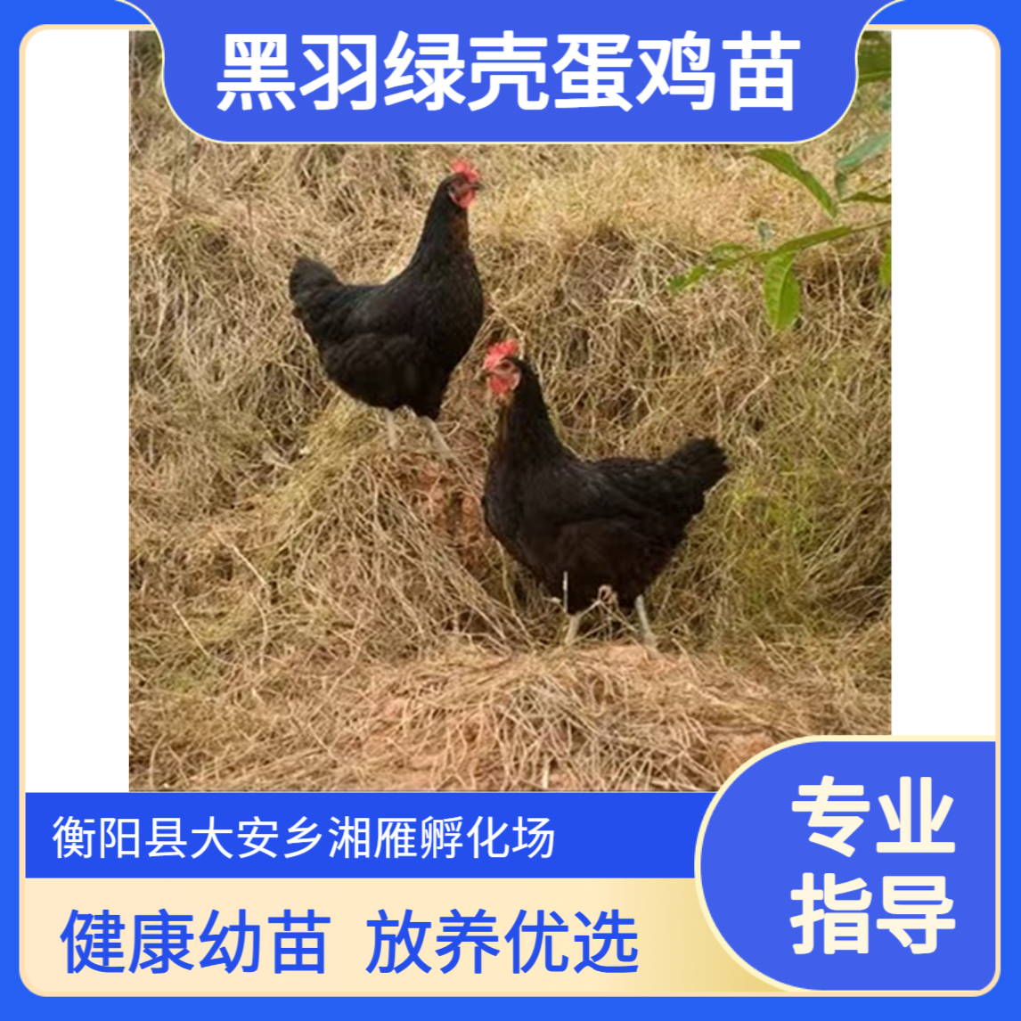 湘雁孵化场黑羽绿壳蛋鸡苗 40g健康幼苗 120天生长周期放养优选
