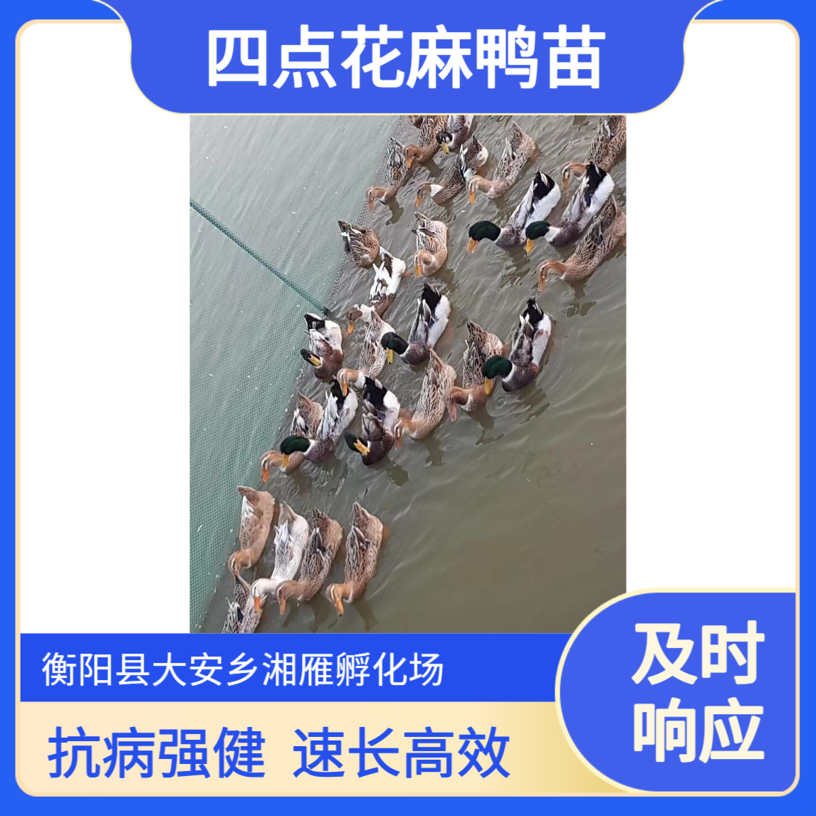 湘雁孵化场四点花麻鸭苗 麻羽抗病强 45天速长 适合二次饲养