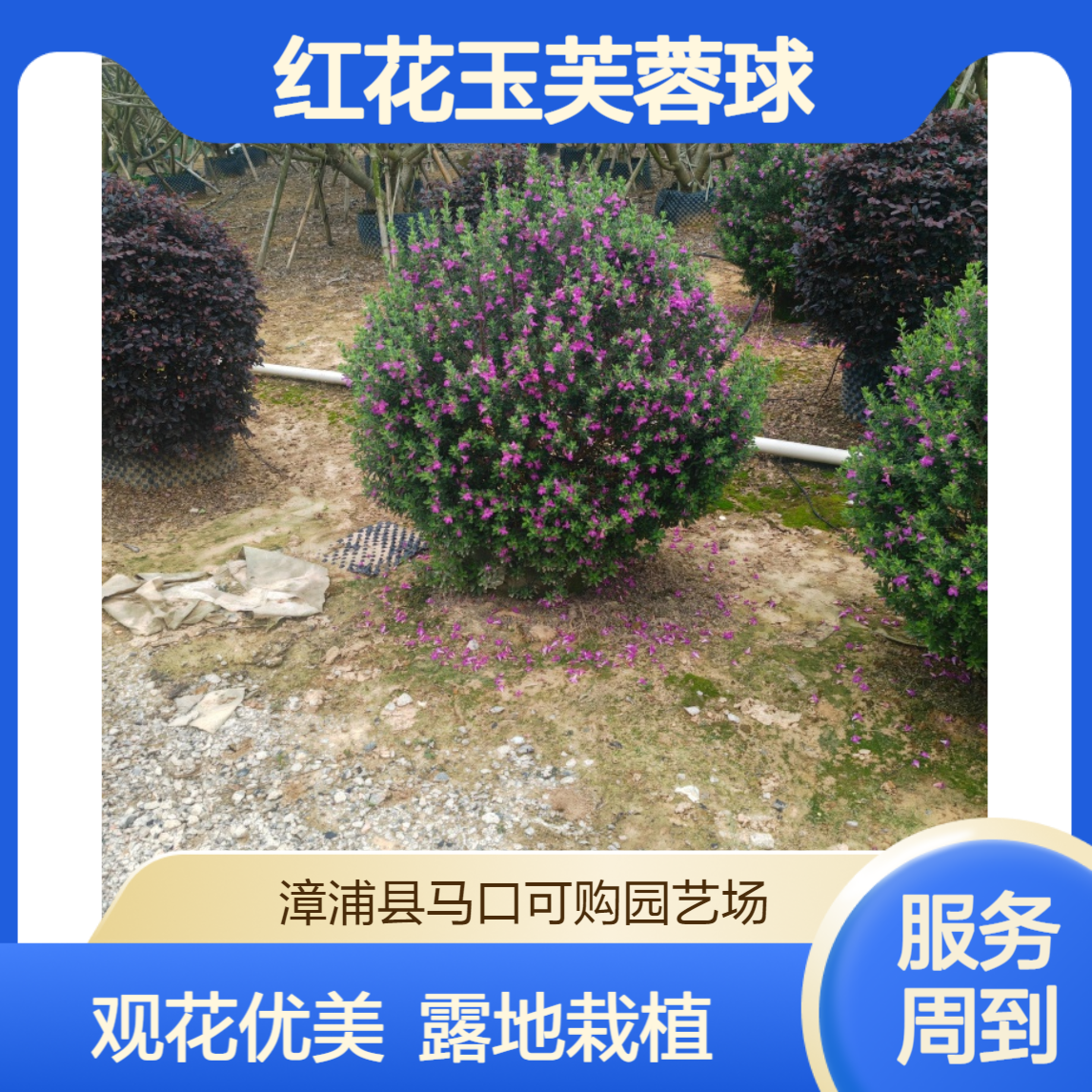 可购 红花玉芙蓉球 漳 州产50cm土球 12cm地径 观花落叶灌丛露地栽植